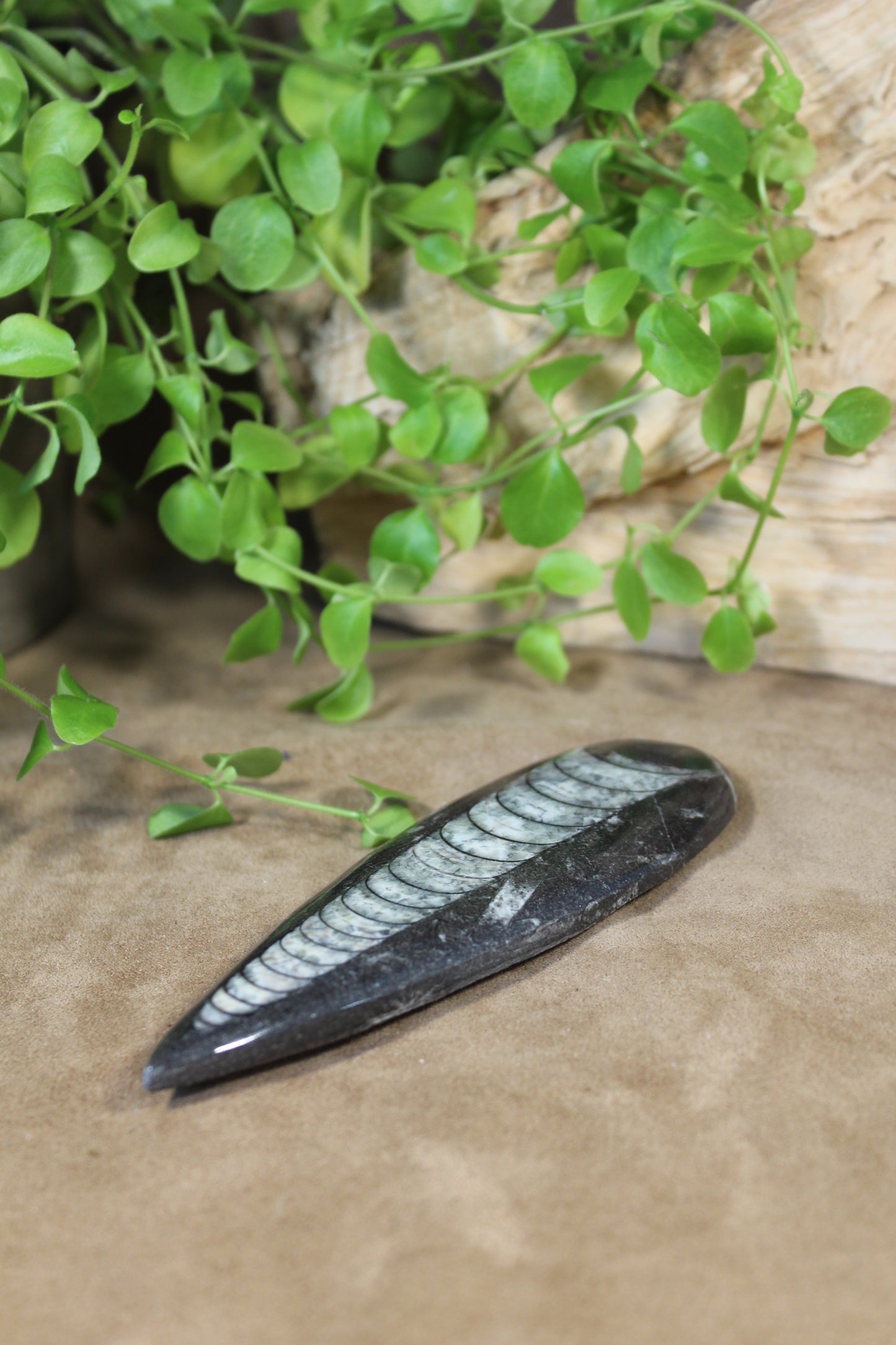 Orthoceras
