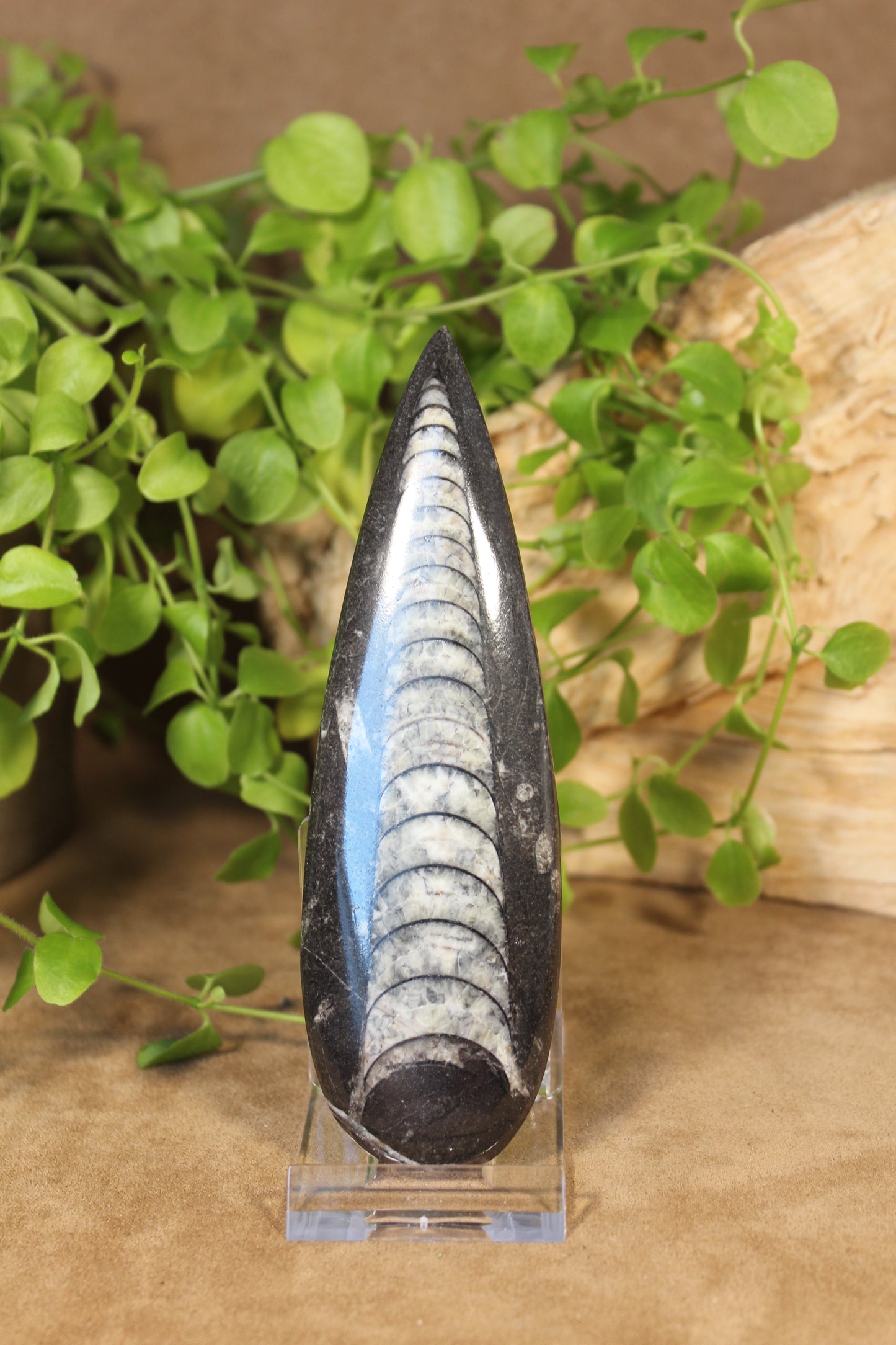 Orthoceras fossiel – gepolijst exemplaar van 13 cm