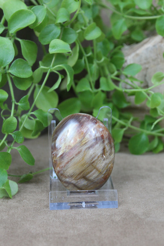 Versteend hout handsteen