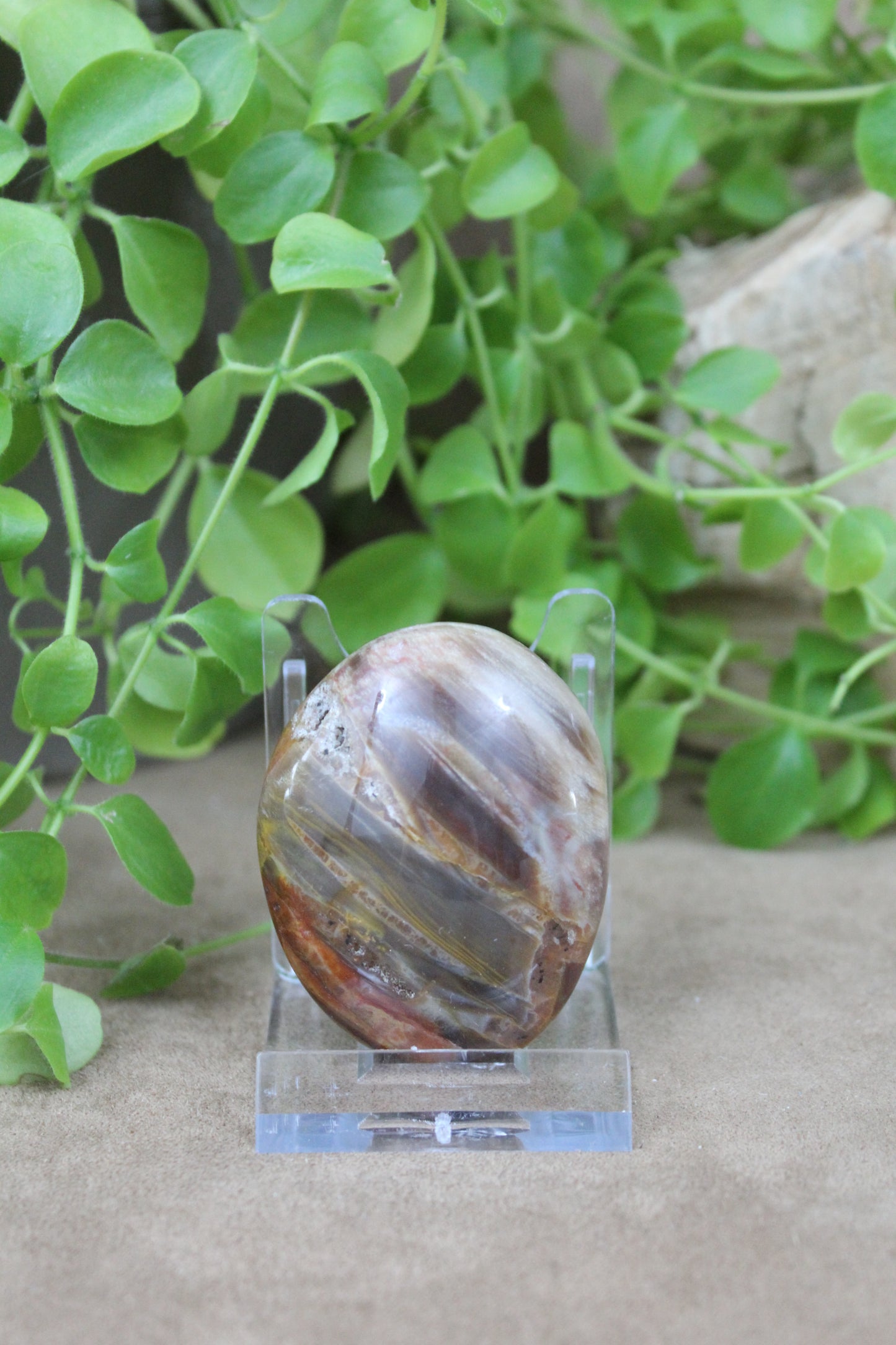 Versteend hout handsteen – natuurlijke houtstructuur