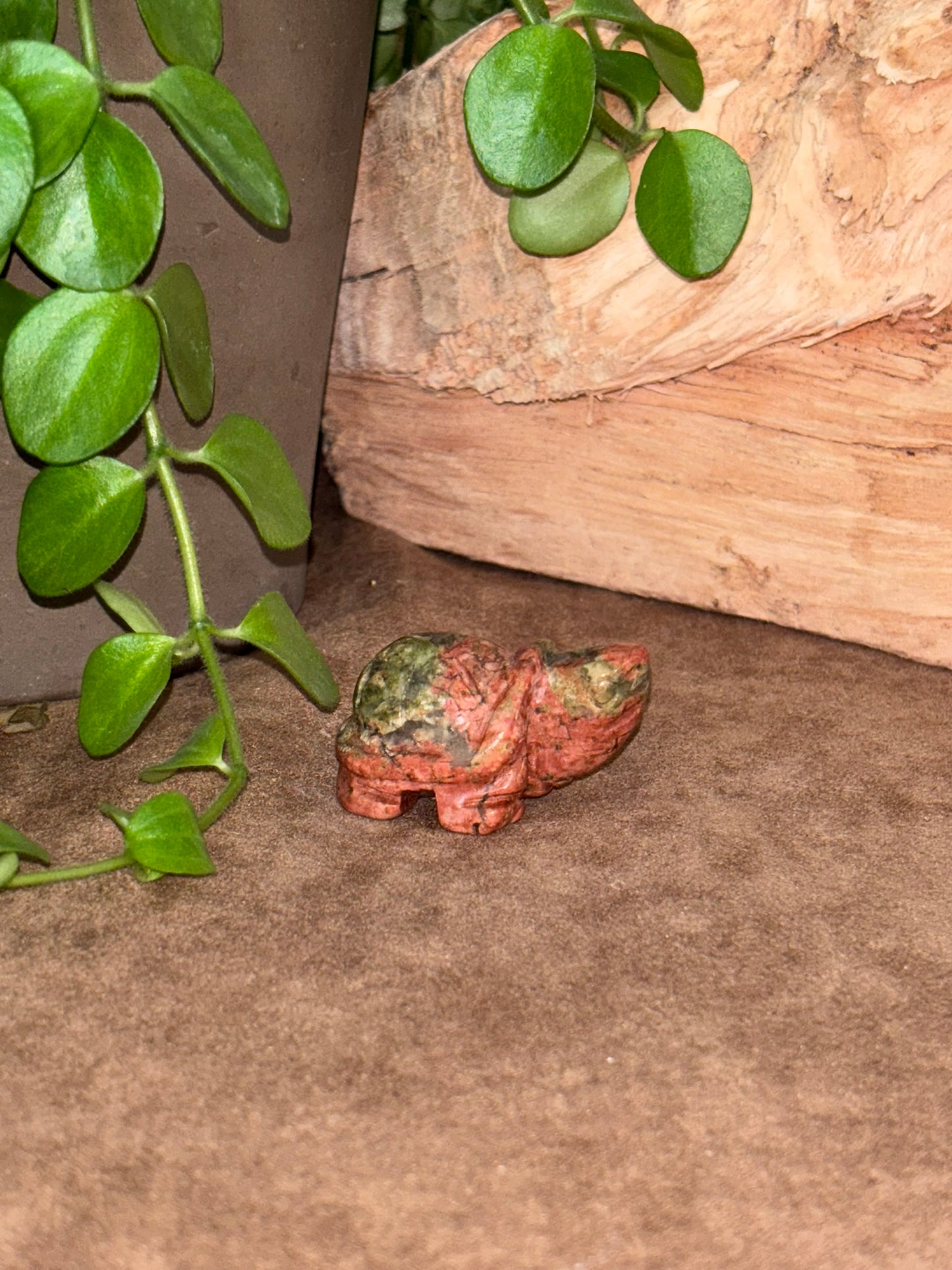 Schildpad Uankiet