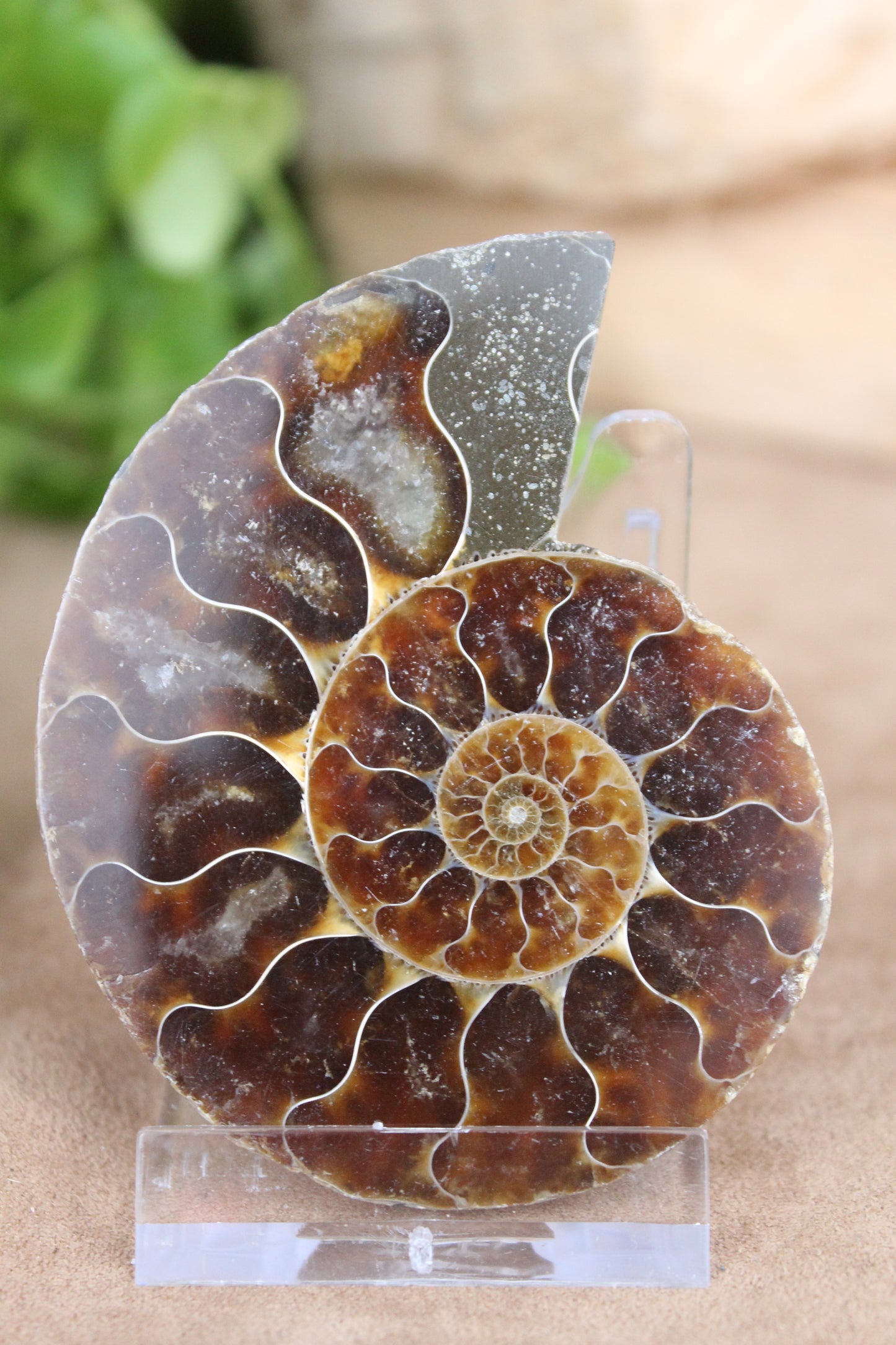Ammonieten