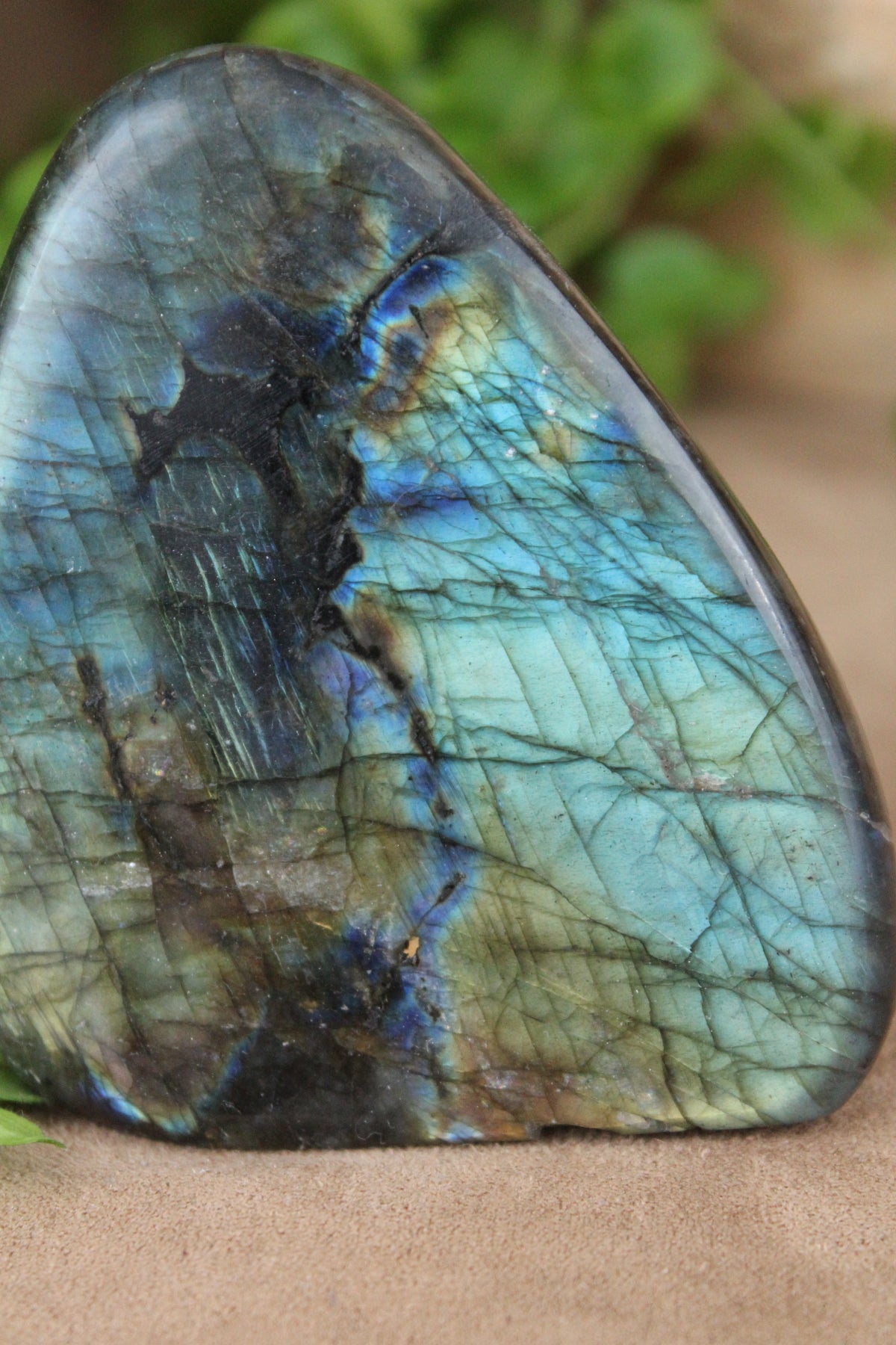 Labradoriet freeform – brede blauwgroene flash met goudaccenten