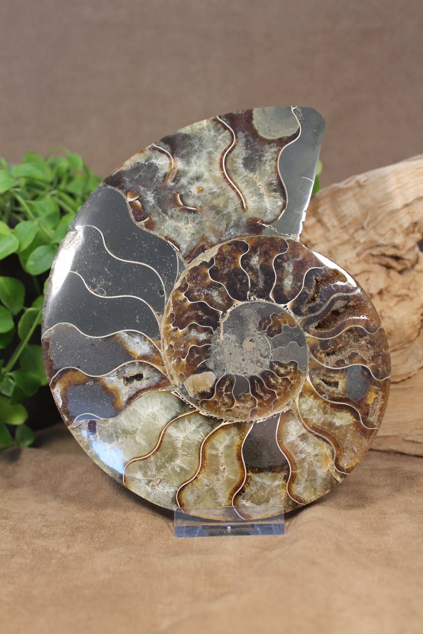 Ammonieten