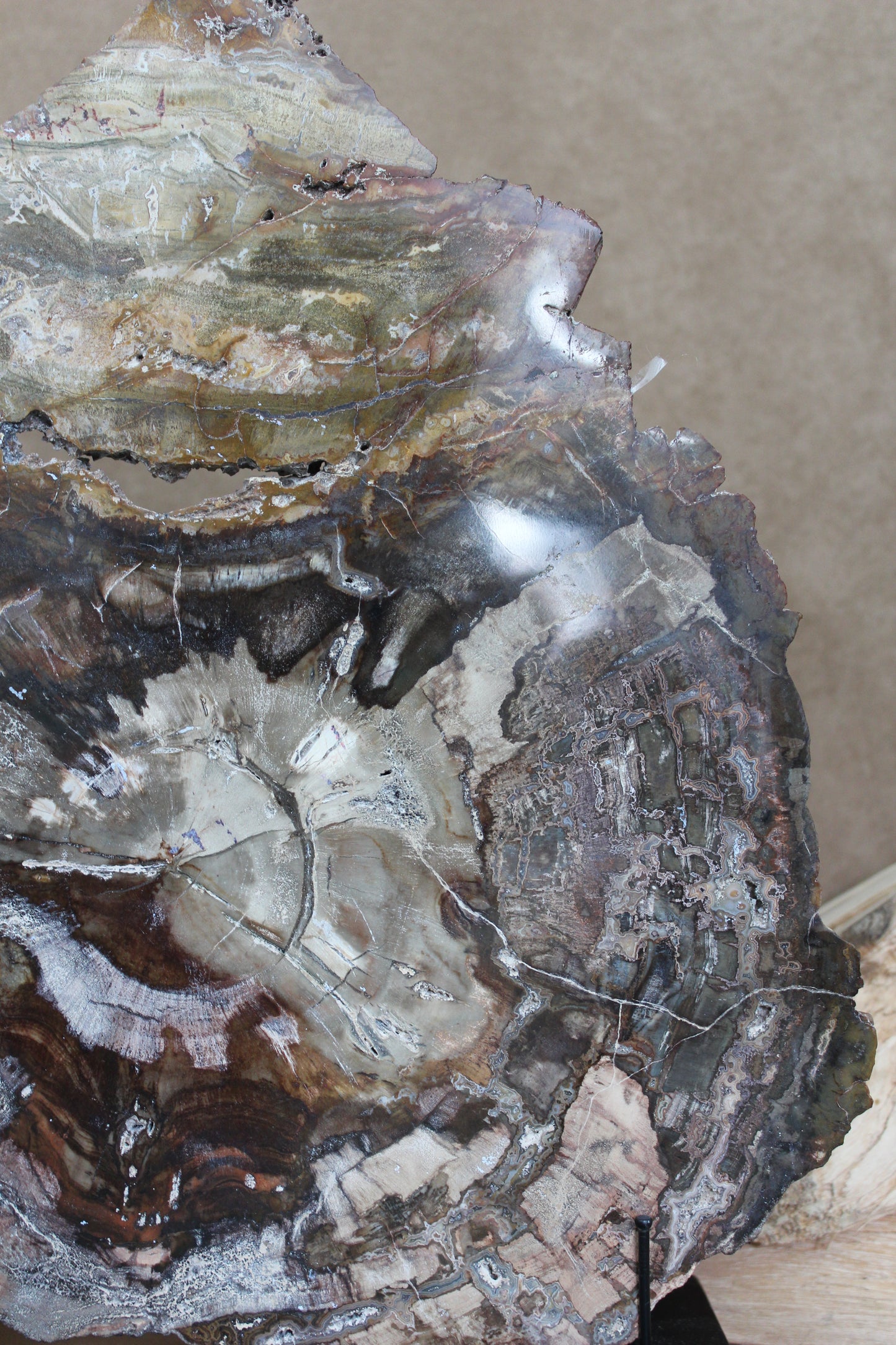 Versteend hout plak