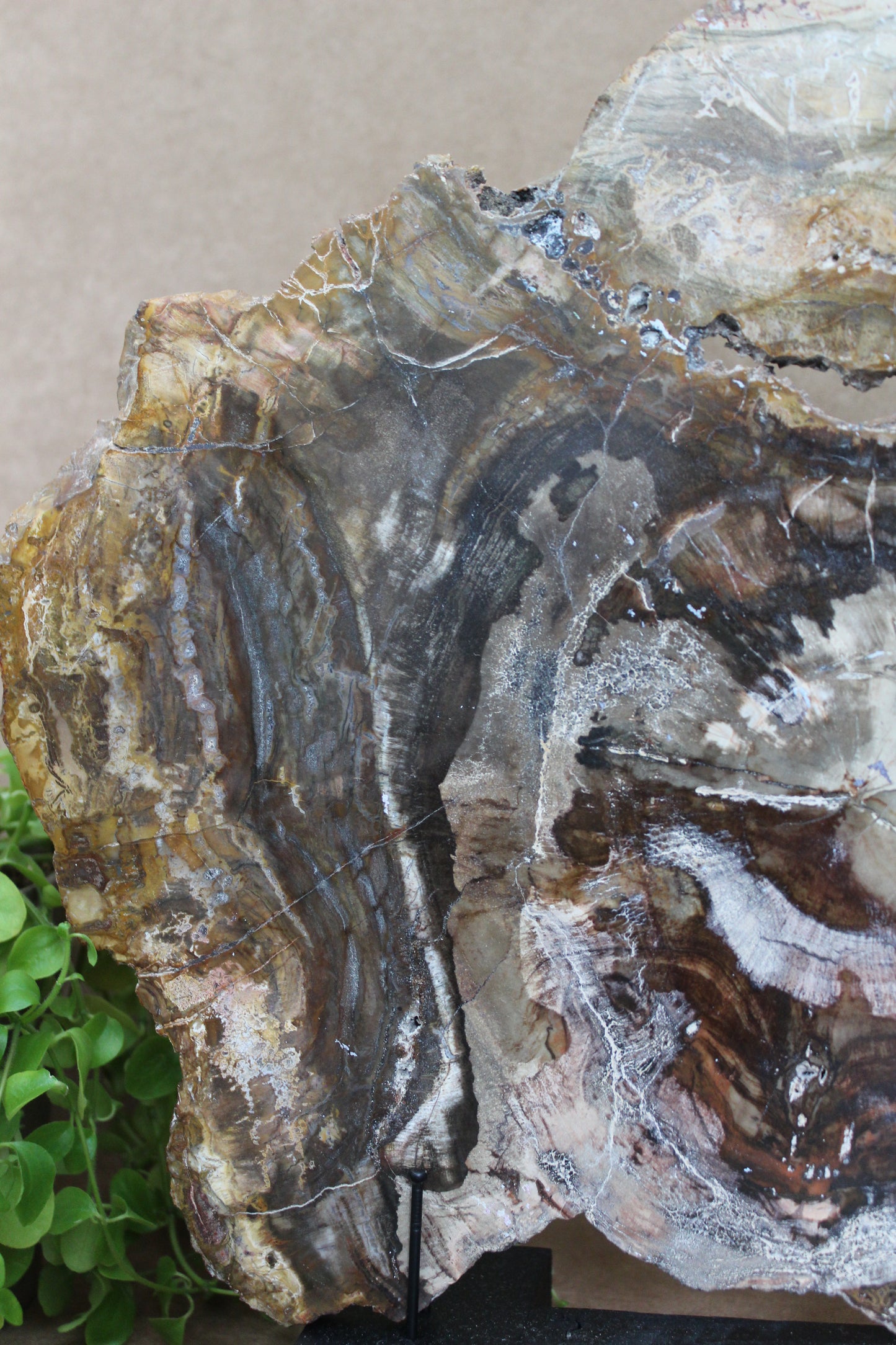Versteend hout plak