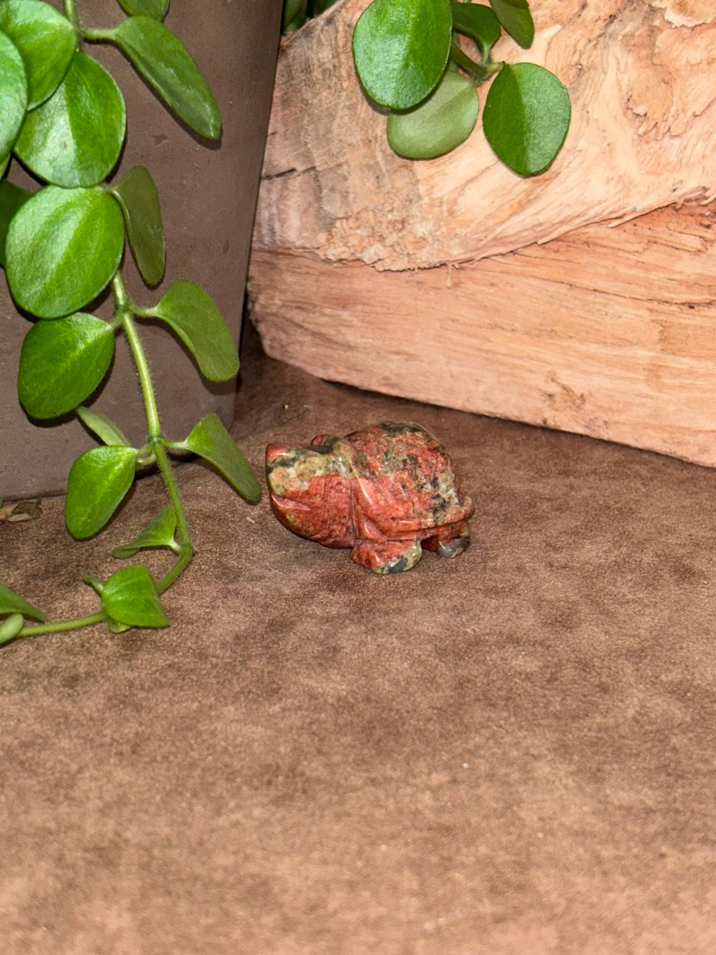 Schildpad Uankiet