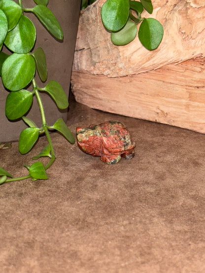 Schildpad Uankiet
