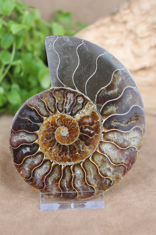 Ammoniet