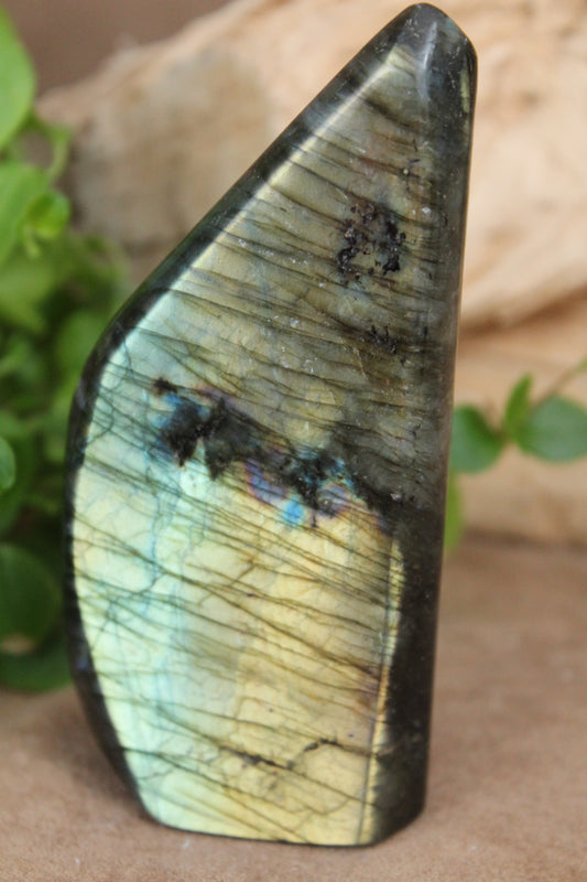 Labradoriet freeform – hoge vorm met goudgroene en blauwe flash