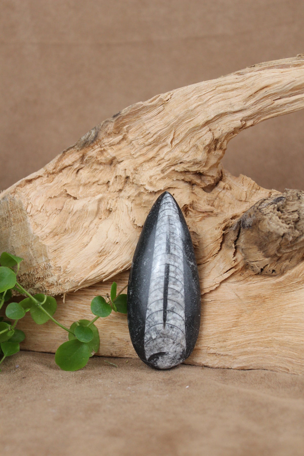 Orthoceras fossiel – gepolijst