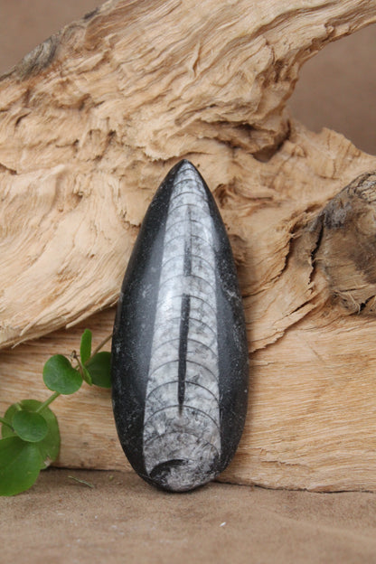 Orthoceras fossiel – gepolijst
