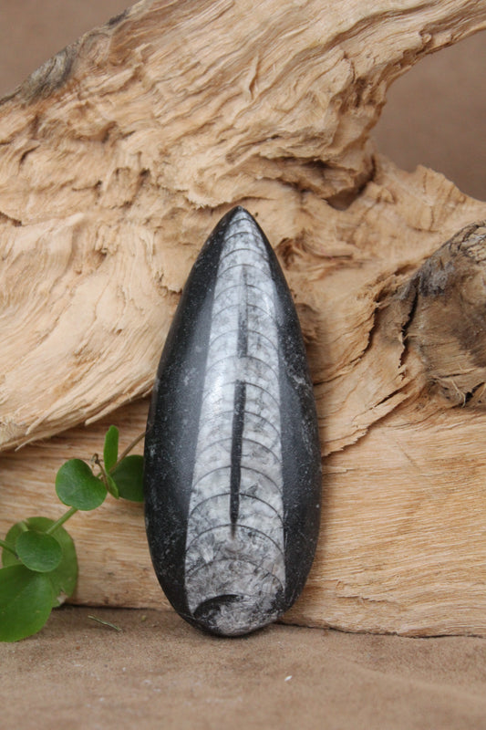 Orthoceras fossiel – gepolijst
