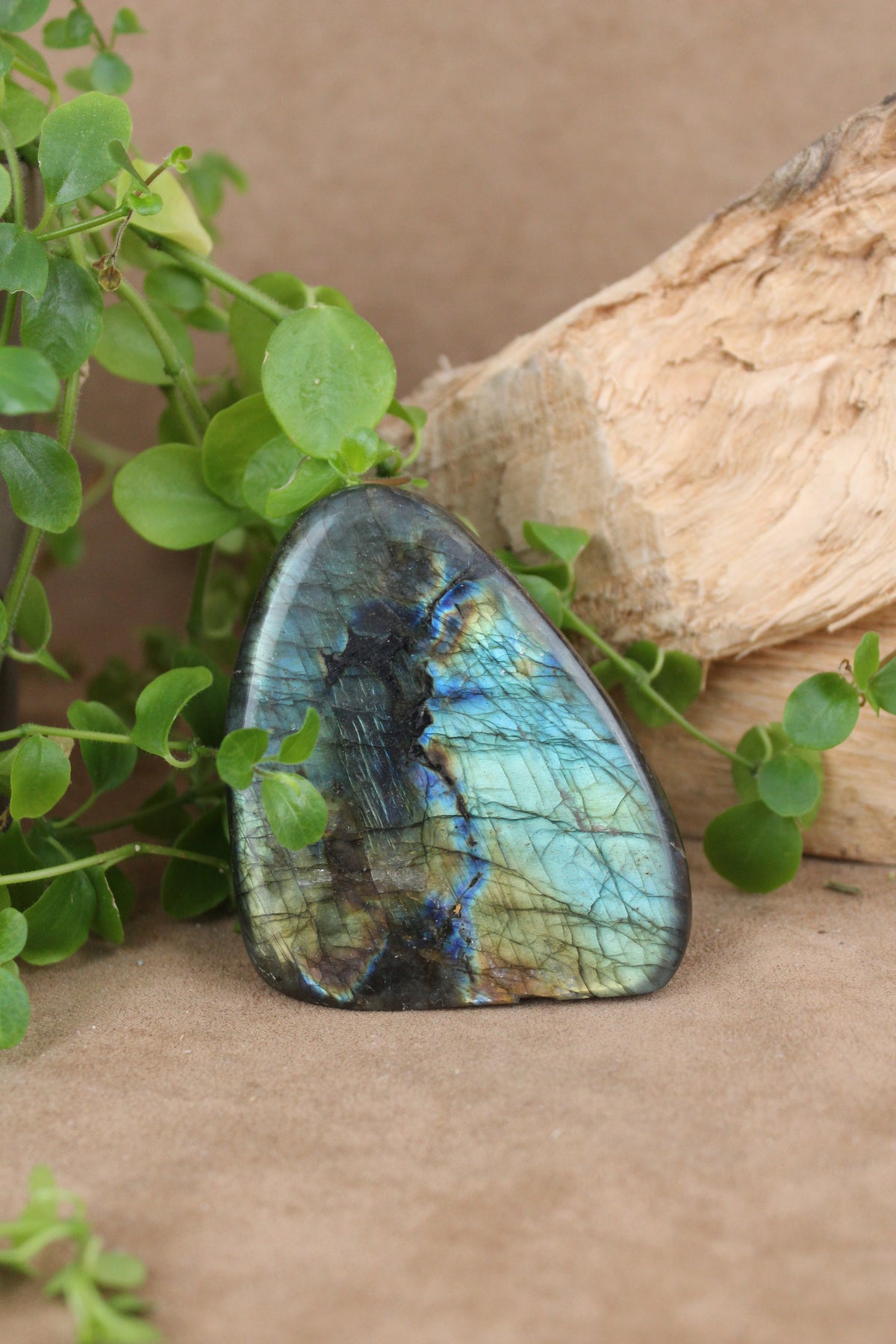 Labradoriet freeform – brede blauwgroene flash met goudaccenten