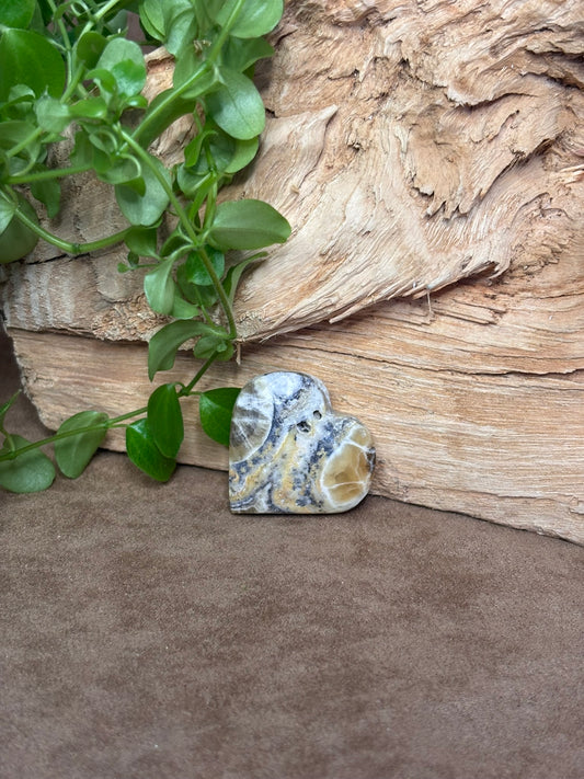 Zebra calciet hart