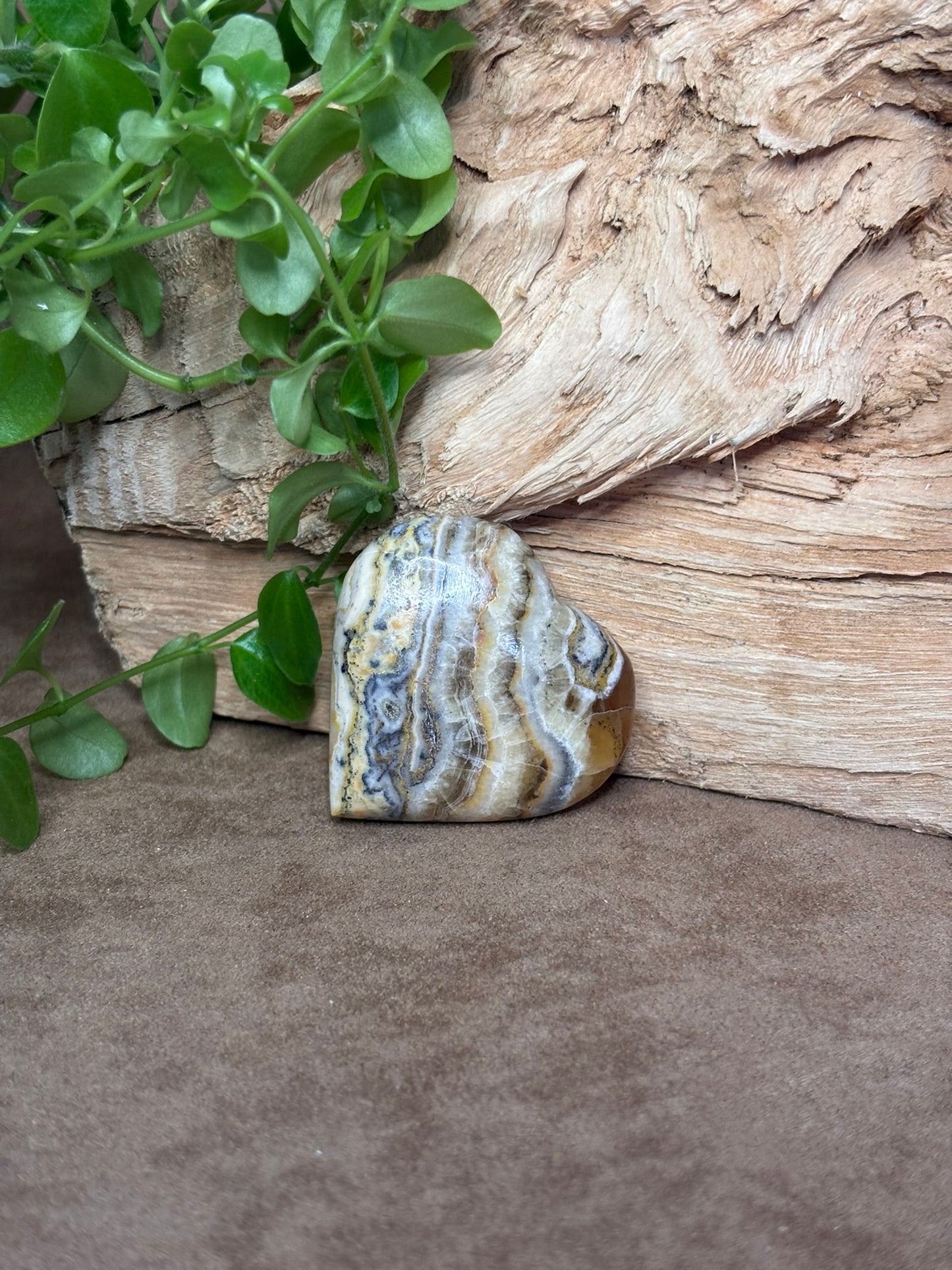 Zebra calciet hart
