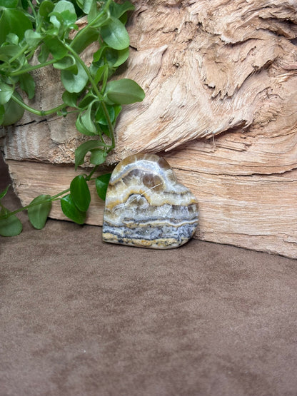 Zebra calciet hart
