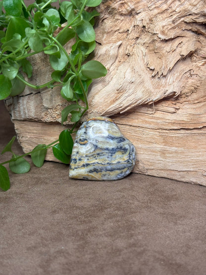 Zebra calciet hart