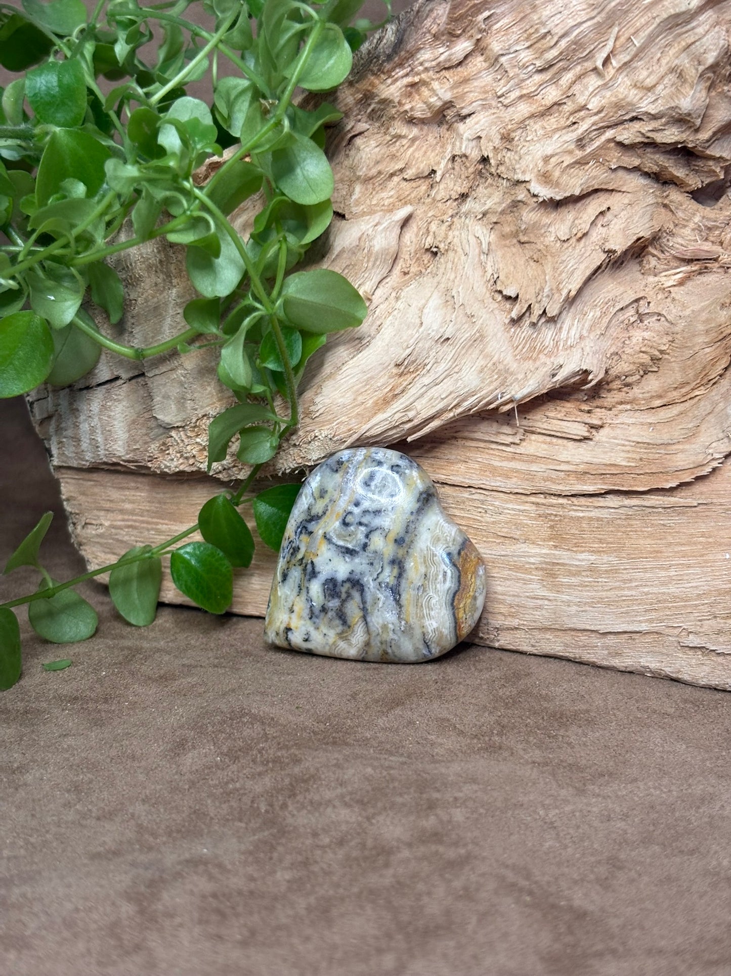 Zebra calciet hart